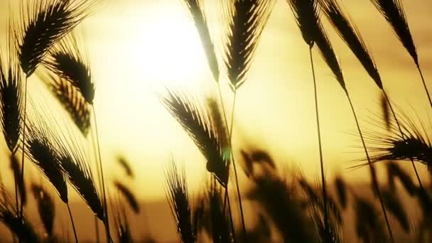 Zelené trávě slunce Zpomalený pohyb — Stock video
