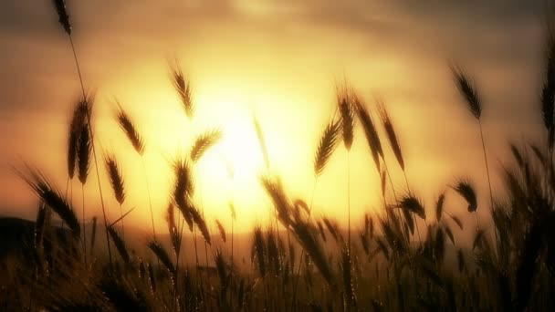 Grama verde pôr do sol câmera lenta — Vídeo de Stock