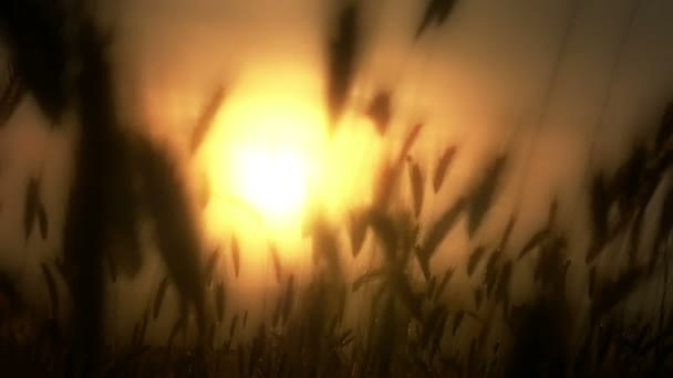 Grønt græs solnedgang langsom bevægelse – Stock-video