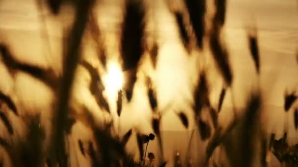 Vert herbe coucher de soleil ralenti — Video