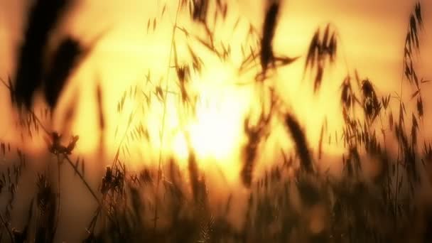 Green grass sunset slow motion — Stock Video