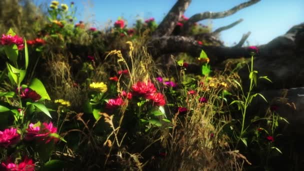 Prado com flores na primavera — Vídeo de Stock