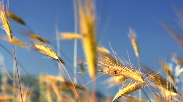 Herbe dans prairie au ralenti — Video