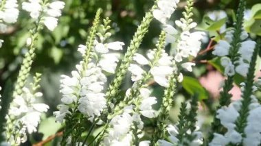 Bahçe beyaz çiçekler çan