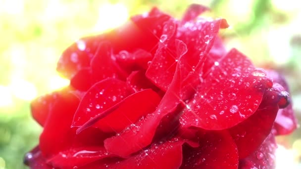 Red rose flower in garden drop rain — Stock Video