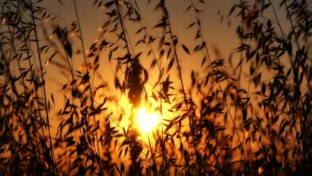 Solnedgang græs slowmotion – Stock-video