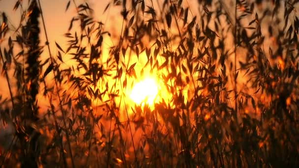 Solnedgang græs slowmotion – Stock-video
