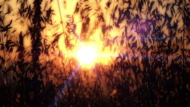 Захід сонця трава повільний рух — стокове відео