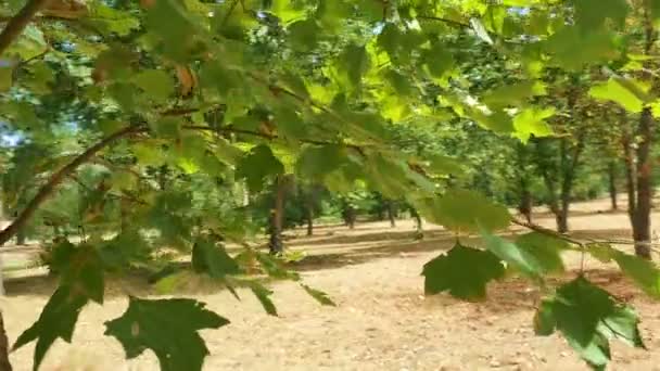 나무에 잎 — 비디오