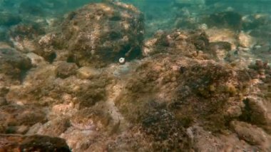 Sualtı deniz balık Yüzme