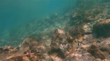 Sualtı deniz balık Yüzme