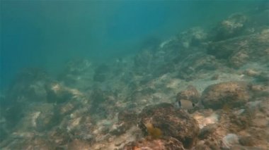 Sualtı deniz balık Yüzme
