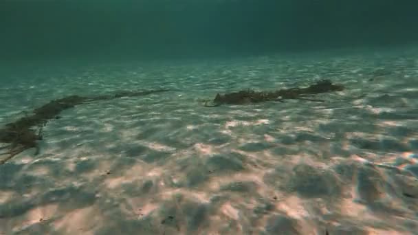 Denizaltı su ray dalış — Stok video
