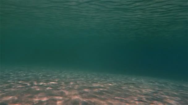 Diving undersea water ray — Stock Video