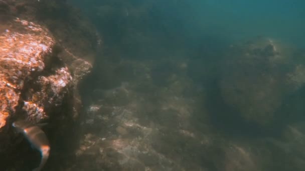 Underwater sea fish swimming — Stock Video