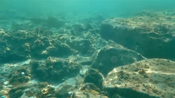 Víz alatti tengeri hal úszás — Stock videók