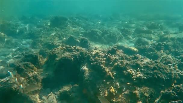 Víz alatti tengeri hal úszás — Stock videók