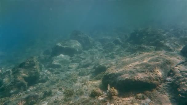Onderwater zeevis zwemmen — Stockvideo