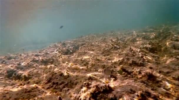 Peces marinos bajo el agua nadando — Vídeos de Stock