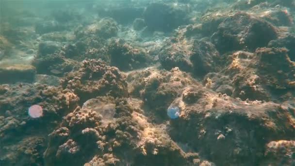 Підводні морські риби плавають — стокове відео