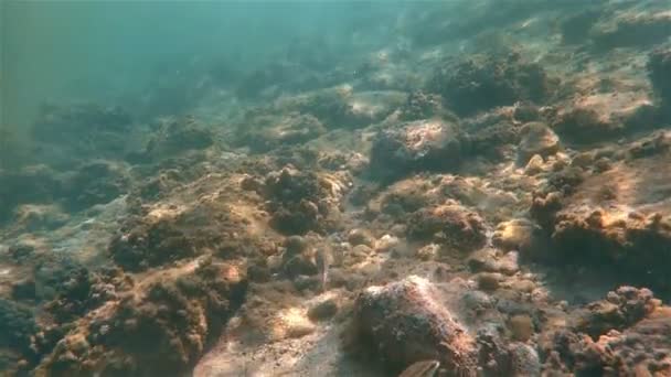Peces marinos bajo el agua nadando — Vídeos de Stock