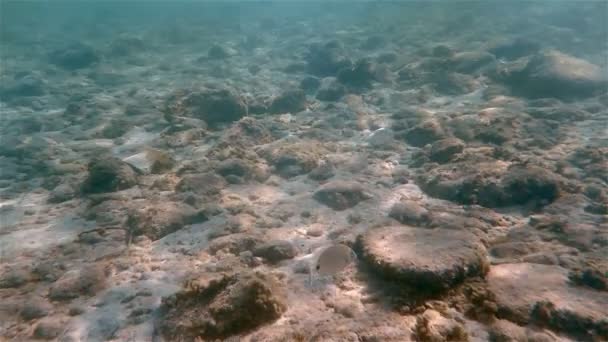 Peces marinos bajo el agua nadando — Vídeo de stock