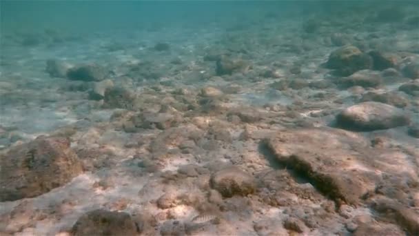 Peces marinos bajo el agua nadando — Vídeo de stock