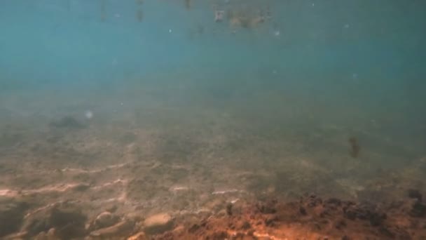 Podvodní mořské ryby plavání — Stock video