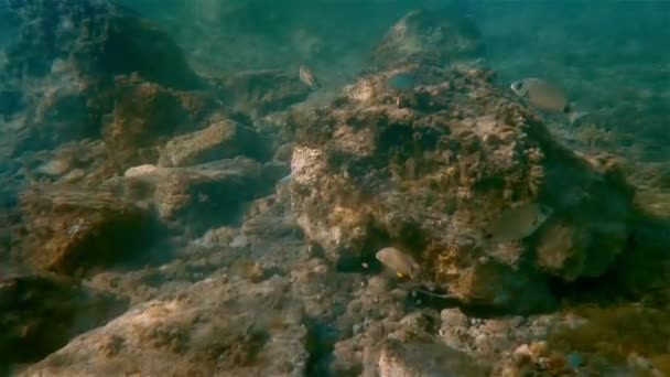水下的海水鱼游泳 — 图库视频影像
