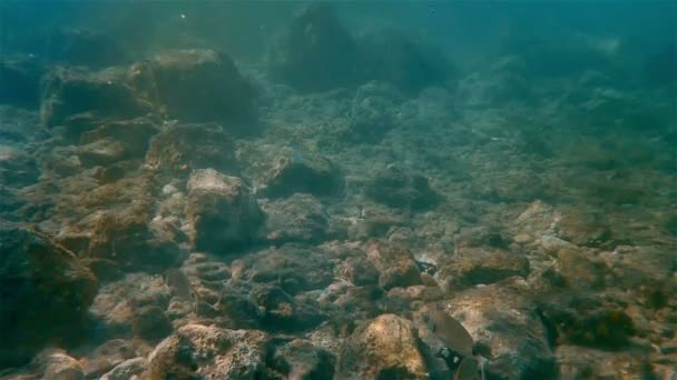 Peces marinos bajo el agua nadando — Vídeos de Stock