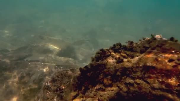 Peces marinos bajo el agua nadando — Vídeo de stock