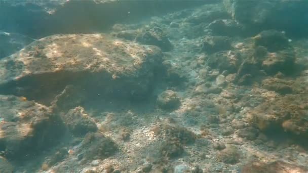 Podmořské kameny ray — Stock video