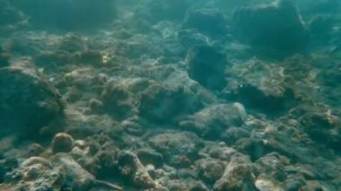 Sualtı deniz balık Yüzme