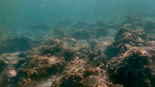 Peces marinos bajo el agua nadando — Vídeos de Stock