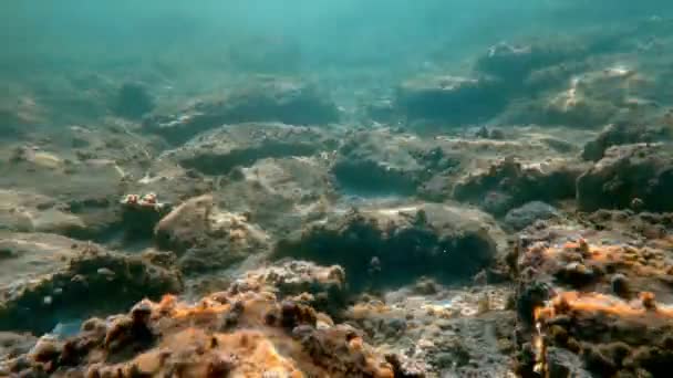 Peces marinos bajo el agua nadando — Vídeos de Stock