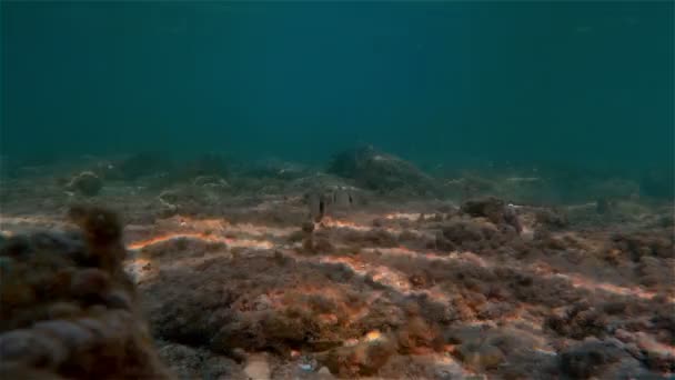 Peixes subaquáticos nadando — Vídeo de Stock