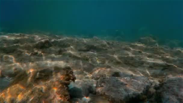 Peixes subaquáticos nadando — Vídeo de Stock