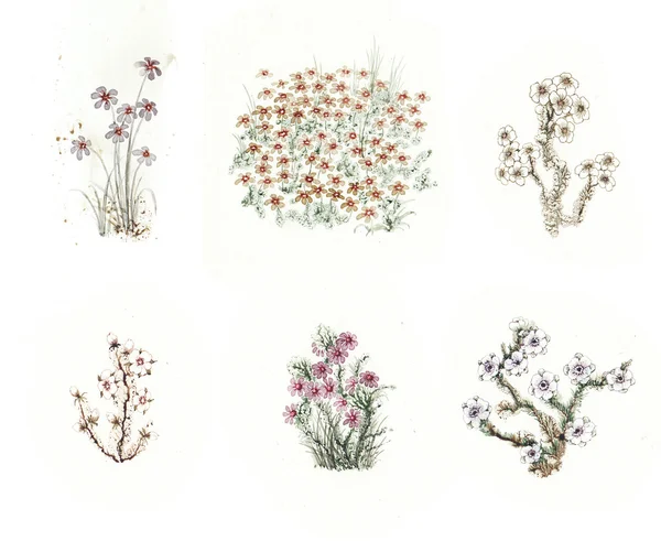 Hermoso conjunto de cuento de hadas de flores de acuarela de colores. SET 5 —  Fotos de Stock