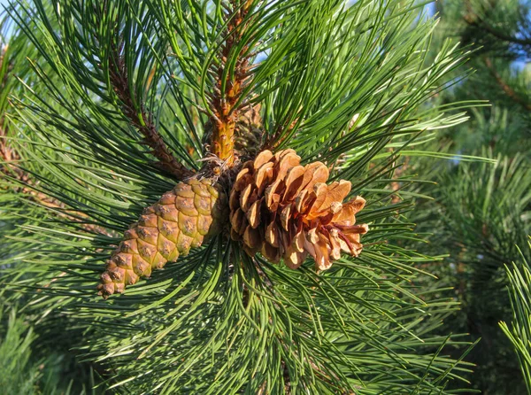 Cônes Pin Brun Sur Branche Pin Vert Arrière Plan Nature — Photo