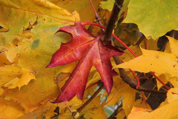 Rode Esdoorn Blad Achtergrond Van Kleurrijke Bladeren Herfst Litouwen — Stockfoto