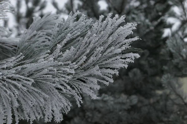 Großaufnahme Eines Mit Dickem Schnee Bedeckten Kiefernzweiges Hintergrund Frostiger Nadelbäume — Stockfoto