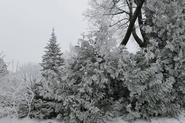 Conifere Innevate Latifoglie Nella Foresta Inverno Lituania Vista Sul Paesaggio — Foto Stock