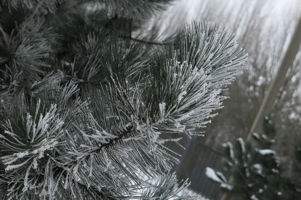 在立陶宛针叶树的背景下 在寒冷结霜的冬日 积雪覆盖着常绿的松树枝条 — 图库照片