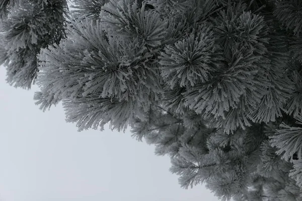 Schneebedeckte Flauschige Kiefernzweige Den Vororten Von Kaunas Winter Raum Für — Stockfoto