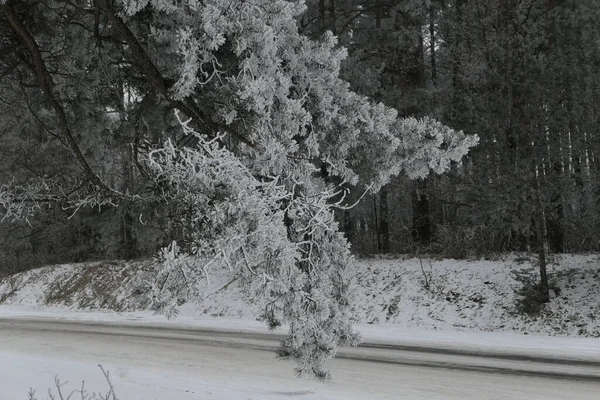 Nahaufnahme Eines Frostigen Nadelzweiges Der Hintergrund Schneebedeckter Straßen Und Wälder — Stockfoto