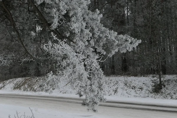 Closeup Galho Conífero Gelado Pendurado Fundo Estrada Coberta Neve Floresta — Fotografia de Stock