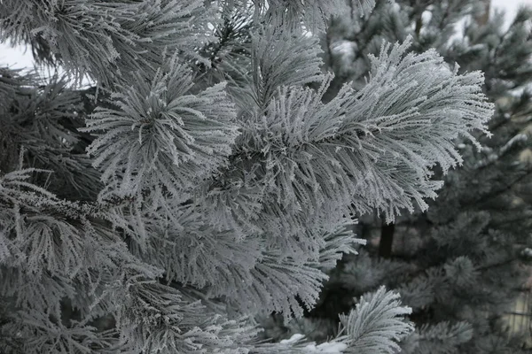 Fechar Ramo Pinheiro Fofo Contexto Árvores Coníferas Cobertas Neve Inverno — Fotografia de Stock