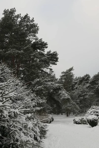 雪覆盖着针叶树 背景是杂交林和地面上的白雪漂移 — 图库照片