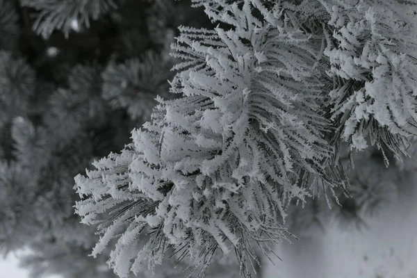 Close Neve Gelada Cobriu Ramo Pinheiro Branco Contexto Natureza Inverno — Fotografia de Stock