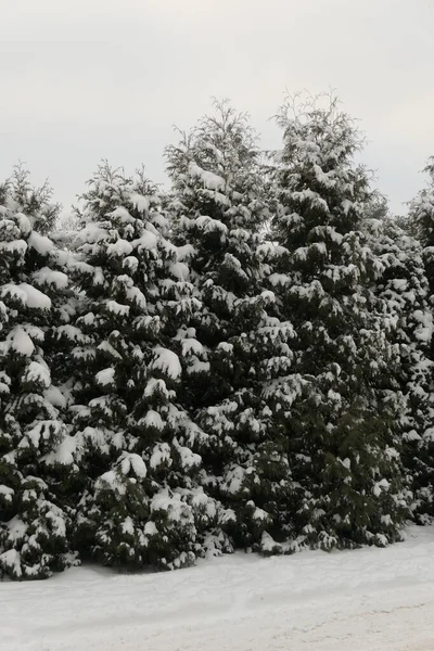 Schnee Bedeckte Nadelbäume Hintergrund Des Himmels Und Der Erde Winter — Stockfoto